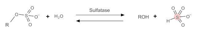 Sulfatase from abalone entrails