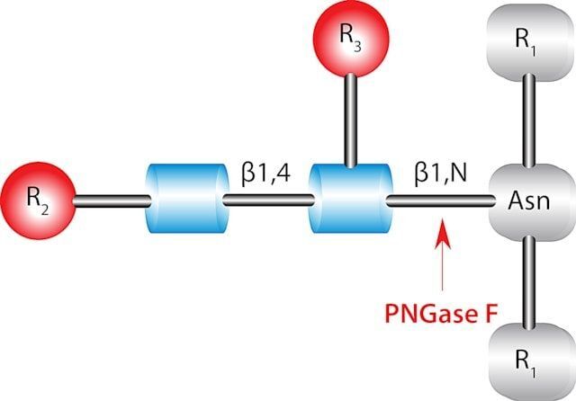 Glycopeptidase A from almonds