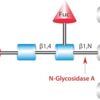 PNGase F from Elizabethkingia meningoseptica