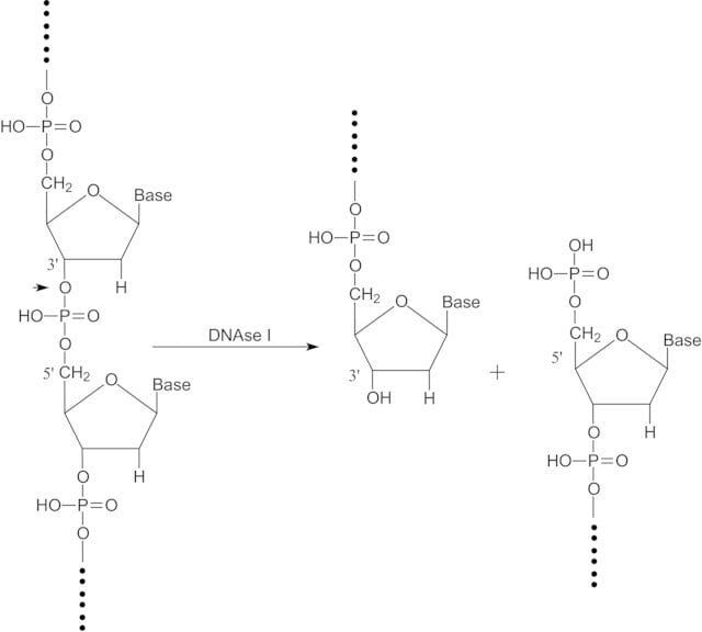 Deoxyribonuclease I from bovine pancreas