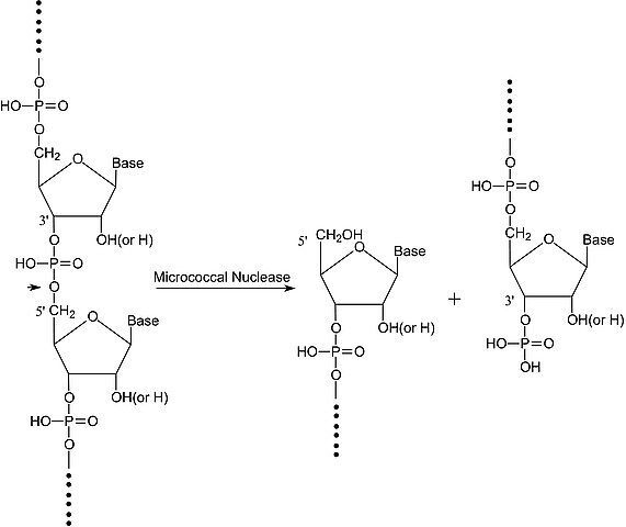 Nuclease micrococcal from Staphylococcus aureus