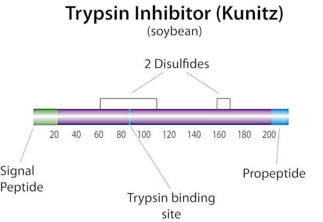 Trypsin inhibitor from Glycine max (soybean)