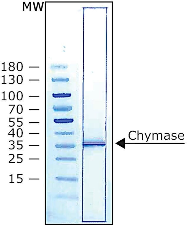 Chymase human