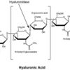 Hyaluronidase from bovine testes