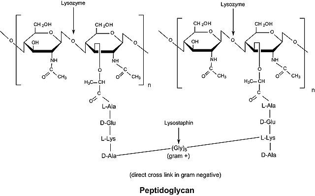 Lysozyme from human neutrophils