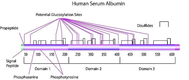 Albumin, Human Serum, 30% Aqueous Solution