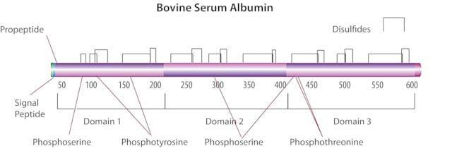 Bovine Serum Albumin