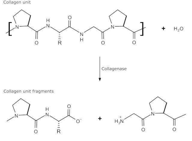 Collagenase from Clostridium histolyticum