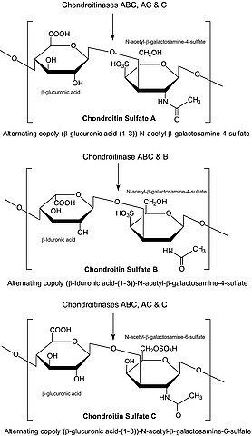 Chondroitinase ABC from Proteus vulgaris