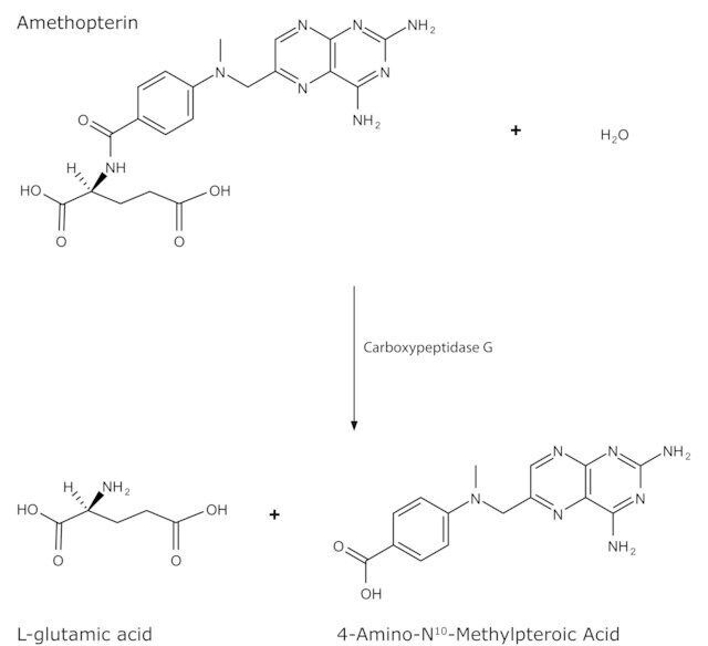 Carboxypeptidase G from Pseudomonas sp.